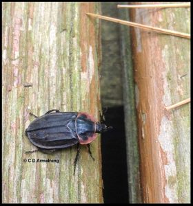 Photo of a Margined Carrion Beetle, Oiceoptoma noveboracense