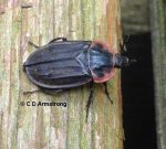 Photo of a Margined Carrion Beetle, Oiceoptoma noveboracense