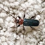 a Tanbark Borer beetle also called a Violet Tanbark Beetle (Phymatodes testaceus) (typically emerge from oak firewood) (Cape Elizabeth, ME; 5/4/2023) (Photo courtesy of MB)