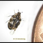 Varied Carpet Beetle (Anthrenus verbasci) (specimen from Orono, ME; 5/3/2023)