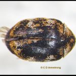 Varied Carpet Beetle (Anthrenus verbasci) (specimen from Orono, ME; 5/3/2023)