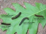 Four different caterpillars on an oak leaf: Eastern Tent, Spongy, Forest Tent, and the Browntail. Photographed on June 12th, 2022 in central Maine