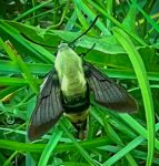 A Snowberry Clearwing moth, Hemaris diffinis, seen in Cape Elizabeth, Maine on July 23rd, 2023