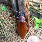 a Brown Prionid Beetle (Orthosoma brunneum) (Etna, ME; 7/26/2023)