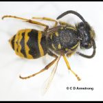 an American Yellowjacket worker with her wings removed in order to see more of the unique abdominal patterning