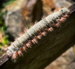 an American Lappet caterpillar (Phyllodesma americana) (Buxton, ME; 9/1/2023) (Photo courtesy of Vanessa Cariddi)