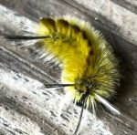 a Banded Tussock caterpillar (Halysidota tessellaris) (Hollis, ME; 9/8/2023) (Photo courtesy of Elizabeth Saunders)