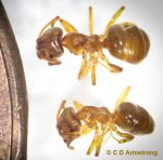 a pair of Larger Yellow Ant workers; photographed on 9/15/2023