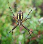 a Banded Garden Spider (Banded Argiope) (harmless)