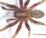 a Barn Funnel Weaver spider (Tegenaria domestica) (was found indoors; Passadumkeag, ME; 8/11/2023)