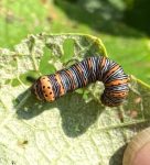 a Beautiful Wood-nymph Caterpillar feeding on grape leaves in Naples, Maine - August 24th, 2023