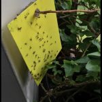 About three dozen Dark-winged Fungus Gnats (Family Sciaridae) captured on a yellow sticky card (they are drawn to light and also to the color of yellow) (8/1/2023)