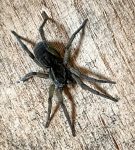 a closer view of the Tiger Wolf Spider, Tigrosa aspersa, shown in the adjacent photo