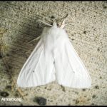 a Virginian Tiger Moth (Spilosoma virginica) (Etna, ME; 6/30/2009)