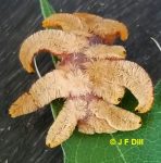 Caterpillar of the Hag Moth, Phobetron pithecium, observed on an oak leaf in Palmyra, Maine on August 17th, 2020