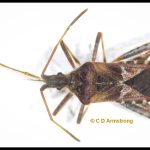 Western Conifer Seed Bug with its mouthparts (proboscis) extended (ordinarily--when at rest--the proboscis is held in place against the underside of its body as shown in the adjacent photo)