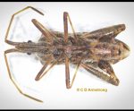 a Western Conifer Seed Bug (ventral view with its proboscis held flush to its body)