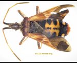 a Western Conifer Seed Bug with its wings spread open in order to reveal the yellow and black patterning on its abdomen