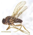 a Dark-eyed Fruit Fly (Drosophila repleta) (Madison, ME; 9/28/2023)