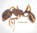 photo of a Pavement Ant worker (Tetramorium immigrans) (Orono, ME; 2/20/2024)