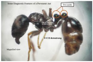 Closeup of a Pavement Ant showing a red circle around each of its two nodes, and arrows pointing to a pair of small spines found on the back of the thorax.ement ants helps to differentiate them from the rest of the group. The spines are absent on thief and Pharaoh ants. Acrobat and European red ants both possess a pair of spines on the thorax, but they are proportionally longer compared to those found on pavement ants.