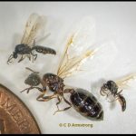 photo of Pavement ant reproductives (a queen + 2 smaller males) (next to a US penny for scale purposes) (Gardiner, ME; 9/1/2023)
