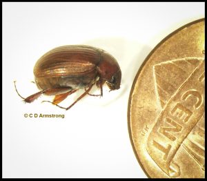 an Asiatic Garden Beetle next to a US penny (Maladera castanea) (North Yarmouth, ME; 8/14/2022)