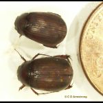 pair of Asiatic Garden Beetles beside a US penny (specimens from North Yarmouth, ME; 8/14/2022)