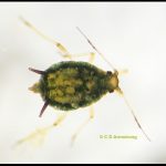 a Bird Cherry Oat Aphid - also called an Oat-Birdcherry Aphid (Rhopalosiphum padi) (central Maine; 7/10/2023)