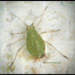 Green Peach Aphid (Myzus persicae) (Columbia Falls, ME; 6/25/2009)