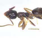 an Odorous House Ant (Tapinoma sessile) (worker) (Portland, ME; 4/1/2024)