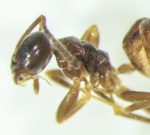 Odorous House Ant (Tapinoma sessile) (worker) (Farmington, ME; 6/16/2022)