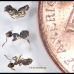 three Odorous House Ant workers (next to a penny for scale purposes) (Portland, ME; 4/1/2024)