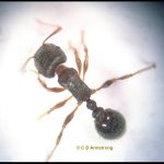 top-down photo of a Pavement Ant worker (Tetramorium immigrans) (Orono, ME; 3/10/2010)