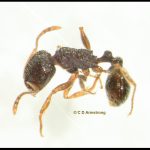 photo of a Pavement Ant worker (Tetramorium immigrans) (Orono, ME; 5/4/2021)