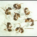 Photo showing a group of seven Pavement Ant workers in various positions (Penobscot, ME; 3/22/2022)