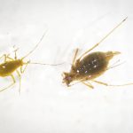 two wingless Potato Aphids (Macrosiphum euphorbiae) (central Maine; 6/29/2023) (legs and antennae are long relative to most other species of aphids; the antennae are roughly the same length as the body)