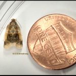 a Black-patched Clepsis Moth (Clepsis melaleucanus) (Etna, ME; 5/28/2024) next to a penny for scale purposes; moth size = 1 cm
