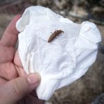 A spring firefly larva photographed on May 10th, 2024 in Fort Kent, Maine; genus Pyractomena (Photo courtesy of Rebeccah Douglas-Leblond)