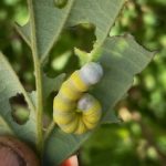 Eyed Mustard Sallow / Citrine Sallow (Pyreferra citrombra) (feeding on Fothergilla) (6/13/2024; Fryeburg, ME) (Photo courtesy of Kristen McDermott)