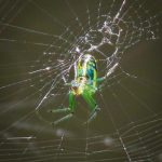an Orchard Orbweaver spider on its web (Leucauge venusta) (North Anson, ME; 6/27/2024) (Photo courtesy of Carol Lehto)