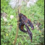 a Small-eyed Sphinx moth (viewed from the side) resting on the stem of a dandelion flower (Paonias myops) (Orono, ME; 6/26/2024)