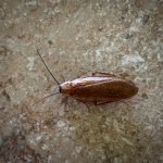 a Virginia Wood Cockroach (Parcoblatta virginica) (Naples, ME; 6/26/2024) (Photo courtesy of M. Shepard)