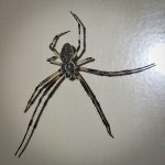 a male Gray Cross [Orbweaver] Spider (also called a Bridge Spider) (Larinioides sclopetarius) (Orono, ME; 7/4/2024) (Photo courtesy of Drew Parent)