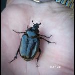a Hermit Flower Beetle (Osmoderma eremicola) on the palm of a person's hand (Old Town, ME; 7/1/2024)