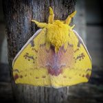 an Io Moth (Automeris io) (St. George, ME; 6/25/2024) (Photo courtesy of B. Mroz)