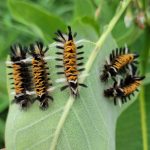 five Milkweed Tussock Caterpillars on a milkweed leaf (Euchaetes egle) (Falmouth, ME; 7/25/2024) (these caterpillars are not invasive)