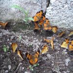 a group of 17 Northern Crescent butterflies (Phyciodes cocyta) (Denmark, ME; 7/16/2024) (Photo courtesy of Elaine Ambrose)