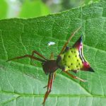 an Arrowshaped Micrathena (orbweaver) spider (Micrathena sagittata) (Jefferson, ME; 8/6/2024) (Photo courtesy of Kyrill Schabert)