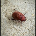 an Asiatic Garden Beetle (Maladera formosae) (7/22/2024)